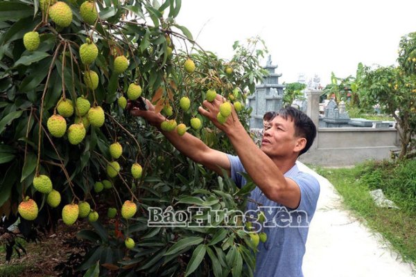 Hang Yen hình chữ hình hình quả trứng được bán hết trước khi bắt đầu thu hoạch